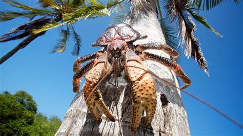 Bbc Earth Coconut Crabs Are The Biggest Arthropods Living On Land