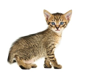 British shorthair fancier kittens white $1,700; 57+ Cat White Background on WallpaperSafari