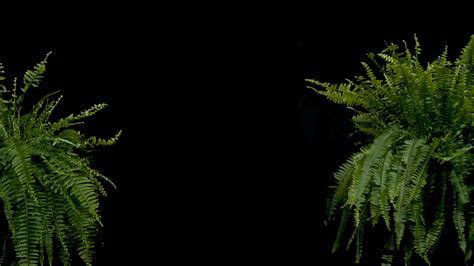 Between Two Ferns Background For Your Online Meetings