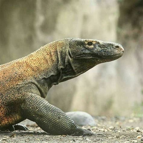 More Animals | Bali Safari Park