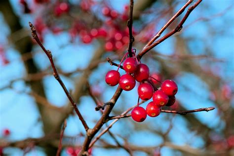 Winter Crabapples Free Photo Download Freeimages