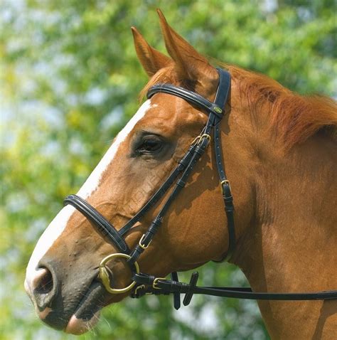 Muselière pour chien au meilleur prix sur zoomalia ! La vie côté cheval: Les muserolles, quel intérêt, quel effet?