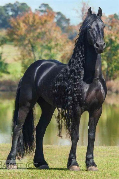 Beautiful Friesian Horse With Amazing Long Mane Fotos De Caballos