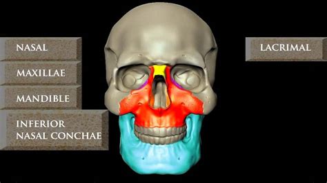 It is believed that trepanation was used to either relieve painful headaches, or to release demons from the skull. HUMAN SKULL ANATOMY 3D ANIMATION BY JEANNIE BELLA - YouTube