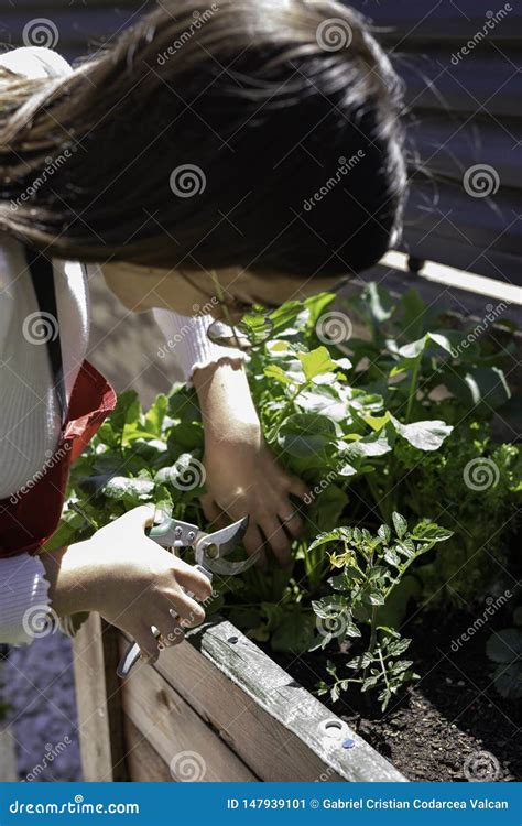 Beautiful Woman Taking Care Of Urban Vegetables Garden Stock Image Image Of Happy Care 147939101