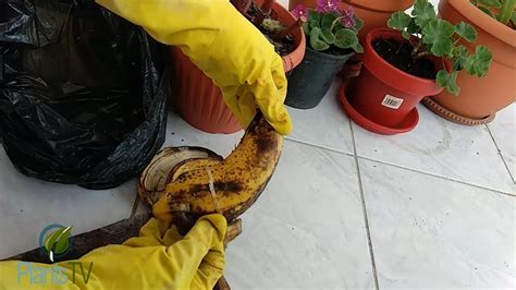 ★ how to make banana peel fertiliser / fertilizer (a complete step by step guide)in today's project diary video i will show you a quick and easy ways to. Pin on oxygen