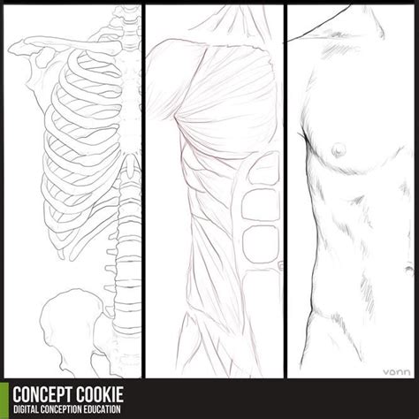 Anatomy Resource Male Upper Body By ~conceptcookie On Deviantart Human