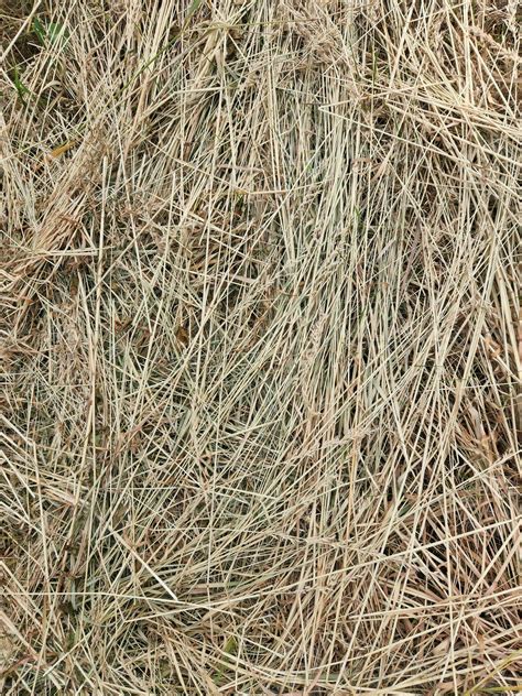 Dry Grass Dried Cut Grass Hay Dry Grass Background 24862860 Stock