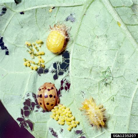 Maybe you would like to learn more about one of these? Vegetable: Mexican Bean Beetle | UMass Center for ...
