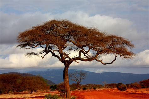 Trees In The Landscape In Kenya On The Plains Image Free Stock Photo