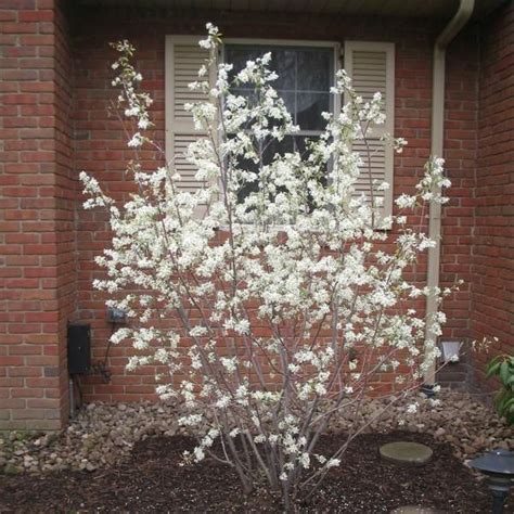 Check spelling or type a new query. Amelanchier lamarkii Snowflakes - Juneberry tree - syn A ...
