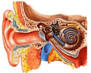 Cancers of the ear can develop inside the ear too, but these are very rare. Ménière's Society: The ear