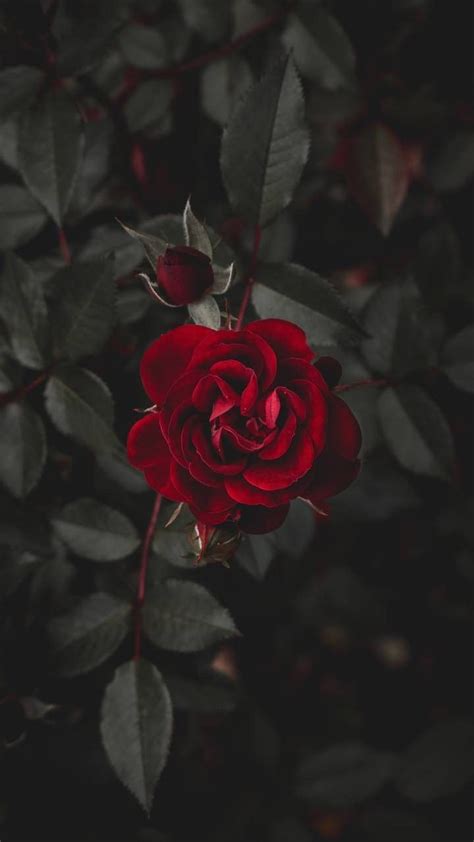 Update 62 Red Roses Aesthetic Wallpaper Best Incdgdbentre