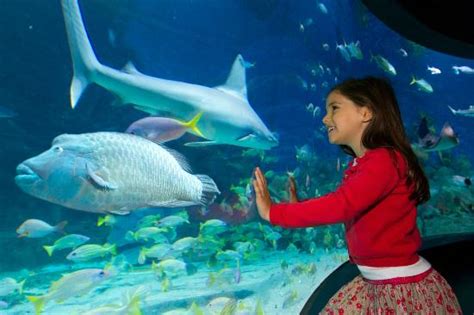 Sea Life Melbourne Aquarium 2018 All You Need To Know Before You Go
