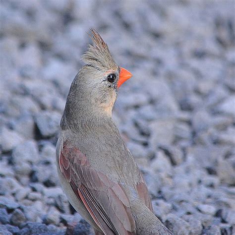 A Female Hawaiian Red Cardinal Maui Vermillionbaby Flickr
