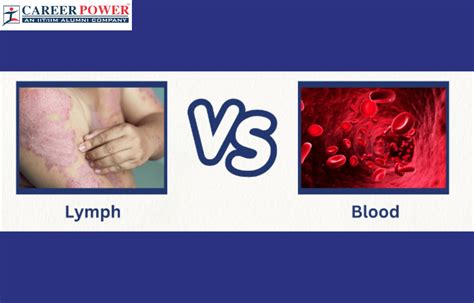 Difference Between Blood And Lymph