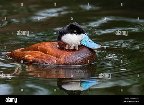 Ruddy Duck Oxyura Jamaicensis Male Swimming In Pond Native To North