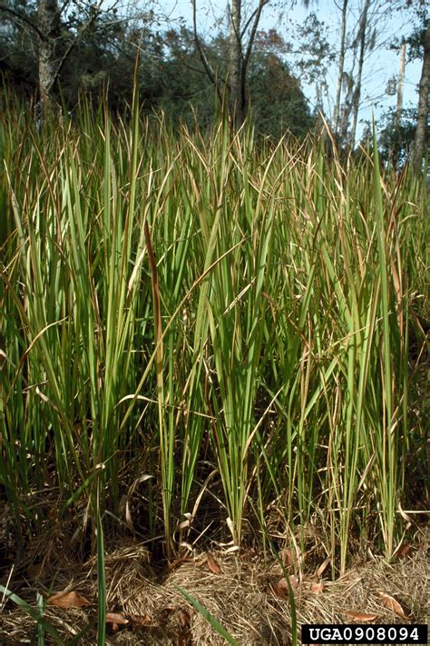 Cogongrass Imperata Cylindrica Cyperales Poaceae