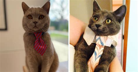 24 Fashionable Felines Ready To Rock The Business World With Purrfectly