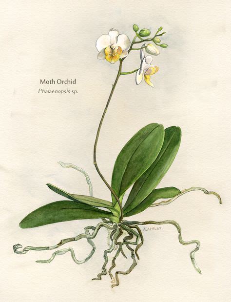 Phalaenopsis Orchid Botanical Illustration Watercolor Ink Botanical