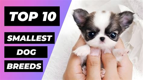 Top 10 Smallest Dog Breeds In The World 1 Minute Animals Youtube
