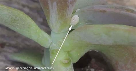 If the cactus fungus is growing where a leaf has broken off, then you will need to cut off the infected area. How To Get Rid of Mealybugs On Succulents GUIDE
