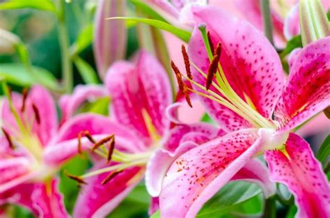 Ultimate Guide To Stargazer Lilies Meaning And Symbolism Petal Republic