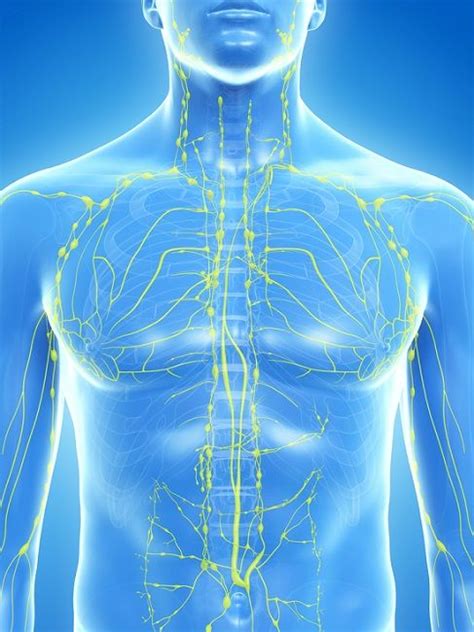 Lymph Definition Components And Examples Biology Dictionary