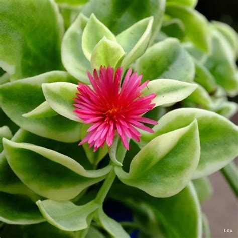 How To Care For The Ice Plants Succulent