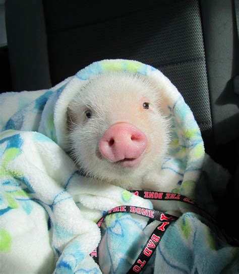 Pig In A Blanket Cute Baby Pigs Cute Piglets Baby Pigs