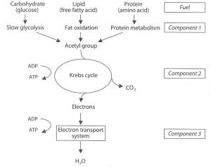Aerobic activities use two different types of fuel. Aerobic Energy System - HSC PDHPE