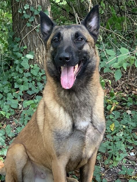 Belgian Malinois 55 Best Images Malinois Puppies For Sale Near Me
