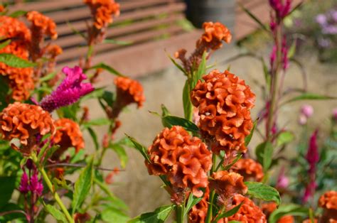 It reminds me of all bright things, and screaming for attention. Burnt Orange or Rust Colored Flowers - A Gallery of Fall ...