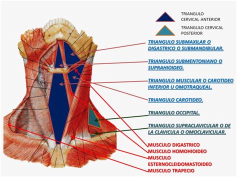 Maybe you would like to learn more about one of these? Superficial And Deep Muscles Of The Neck Anatomy PNG Image ...