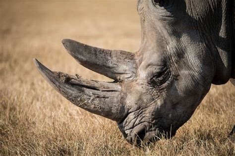 Rinoceronte Cosa Mangia Dove Vive Caratteristiche E Curiosità
