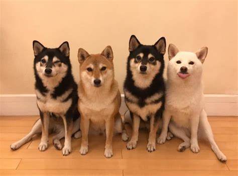 Husky Shiba Inu Goes Viral For Continuously Ruining Group Photos