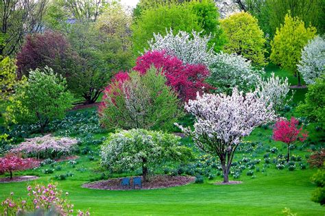 Regina Martin Best Flowering Trees For Illinois Outdoor Illinois
