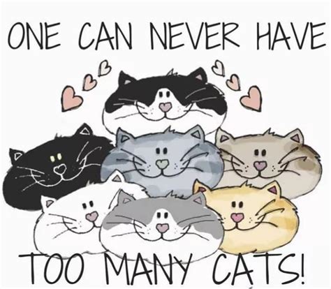 Pin By Beth Nesbitt On Qoutes Beautiful Cats Cute Cat Drawing Crazy
