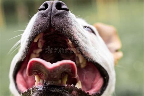 Dogs Mouth Close Up Stock Photo Image Of Open Outdoors 145157048
