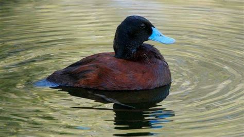 Perth Zoo Blue Billed Ducks Change Colour In Quest For Love Mandurah