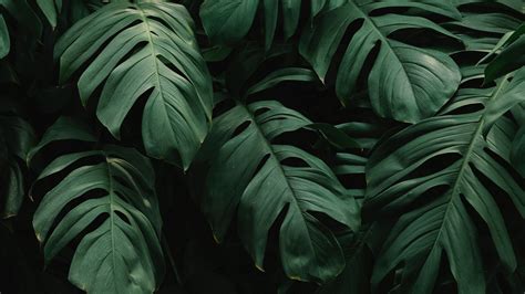 Download Wallpaper 3840x2160 Leaves Plant Green Dark