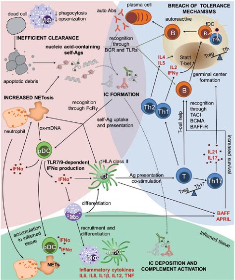 Pdf Pathways Leading To An Immunological Disease Systemic Lupus