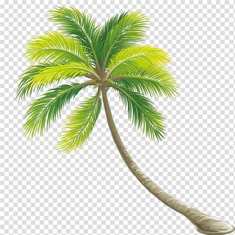 Green Coconut Tree Tree Color Shrub Palm Tree Transparent Background