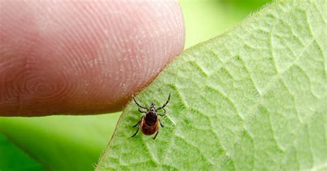7 Ways To Prevent Ticks And Lyme Disease The Iowa Clinic