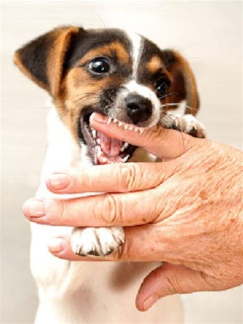 How To Stop Puppy Biting Effective Tips For Pet Owners Artofit