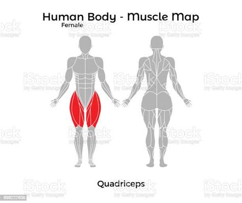 Female Human Body Muscle Map Quadriceps Stock Illustration Download