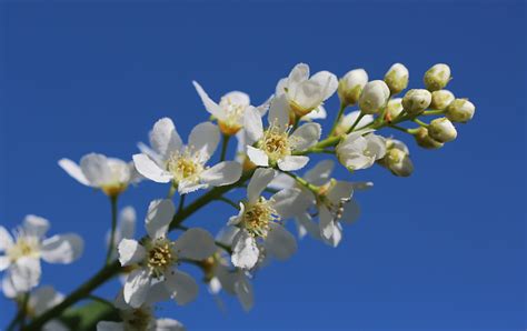 1024x768 Wallpaper White Cherry Blossom Flower Peakpx