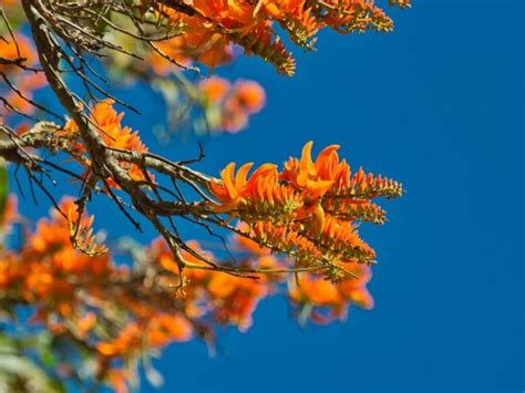 31 Amazing Orange Flowers With Names And Pictures You Should See