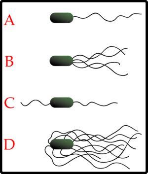 Check spelling or type a new query. Intelligent Design -- Irreducible Complexity