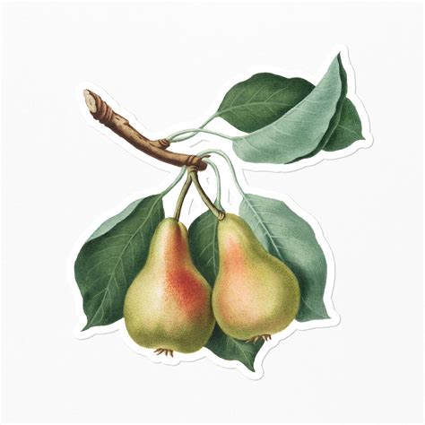 Hand Drawn Pear Fruit Sticker Premium Psd Rawpixel